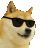Cool doge